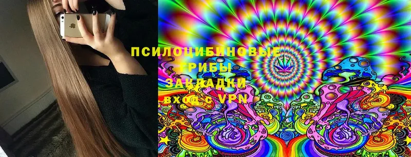 Галлюциногенные грибы Psilocybe  Куровское 